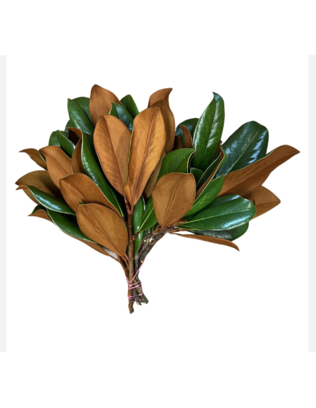 American Grown Greenery Mixed Box – Wholesale & Bulk (20 Bunches)