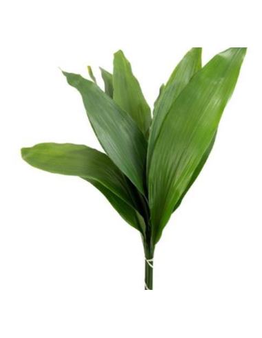 American Grown Greenery Mixed Box – Wholesale & Bulk (20 Bunches)