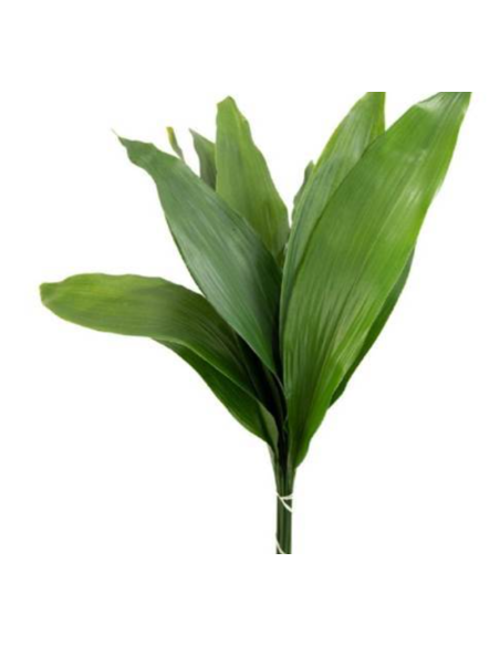 American Grown Greenery Mixed Box – Wholesale & Bulk (20 Bunches)