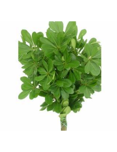 American Grown Assortment Mixed Box 20 bunches BULK BOX