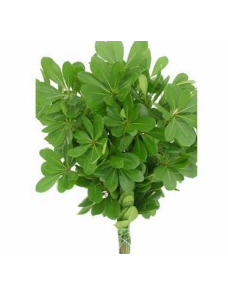 American Grown Assortment Mixed Box 20 bunches BULK BOX