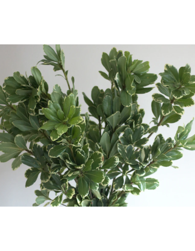 American Grown Greenery Mixed Box – Wholesale & Bulk (20 Bunches)