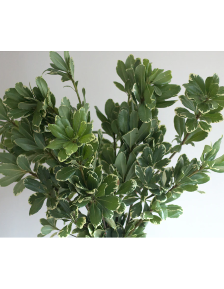 American Grown Greenery Mixed Box – Wholesale & Bulk (20 Bunches)