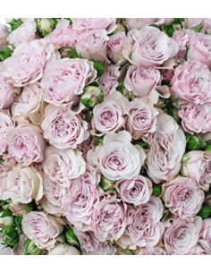 "Baby Flow" Spray Roses 240 stems BULK BOX