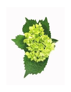Hydrangea Mini Green 120 Stems BULK BOX 2