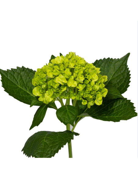 Hydrangea Mini Green 120 Stems BULK BOX