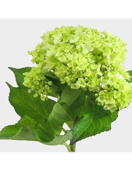 Hydrangea Mini Green 120 Stems BULK BOX