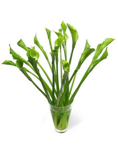 Calla Lily Green Goddess 5 Stem Bunches