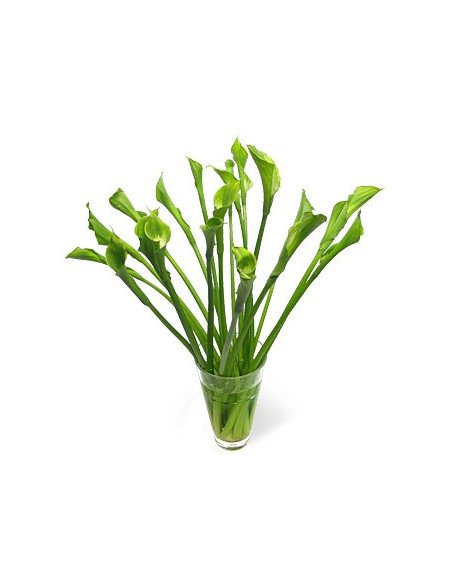 Calla Lily Green Goddess 5 Stem Bunches