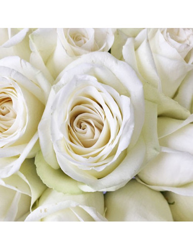 High and Pure White Rose