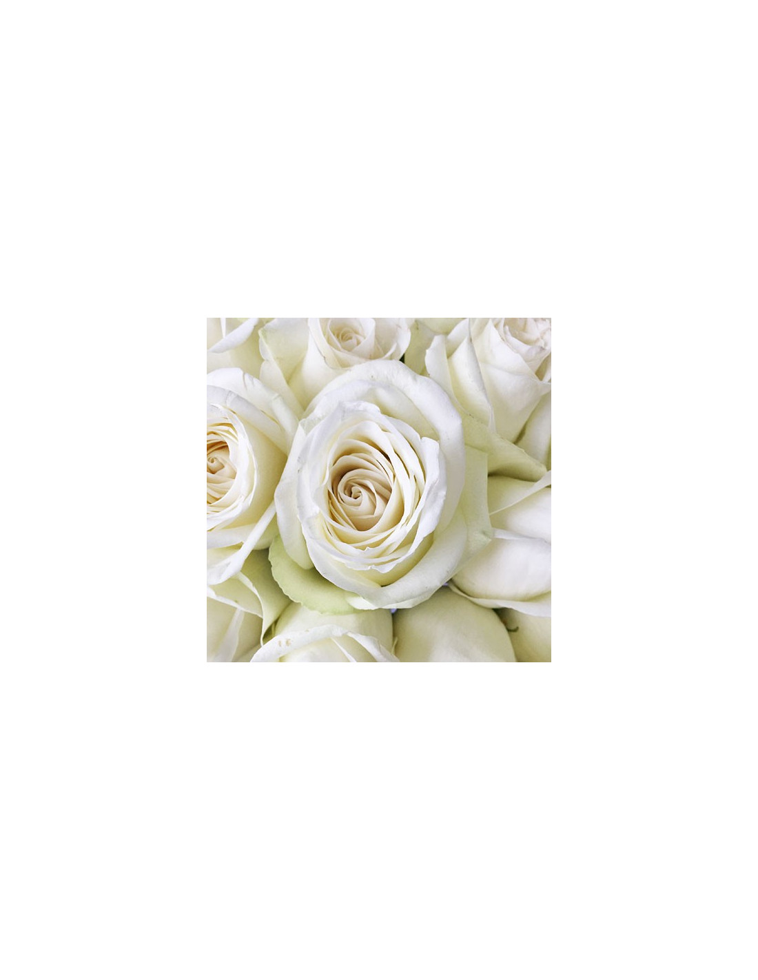 Solid White Roses High & Pure White Roses | Pure‑White Premium Roses Wholesale rose Q 50 ...