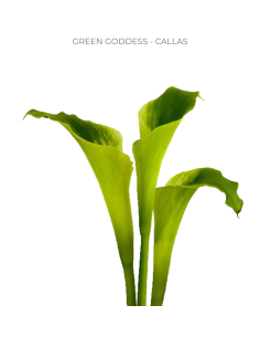Calla Lily Green Goddess 5 Stem Bunches 2