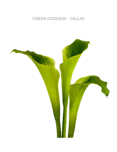 Calla Lily Green Goddess 80 stems Calla Lily Green Goddess 80 stems