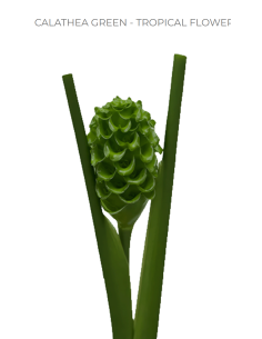 Caletha Green 10 stems