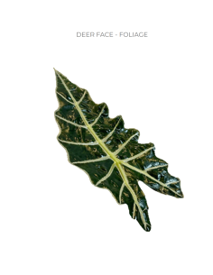 Deer Face Tropical Foliage