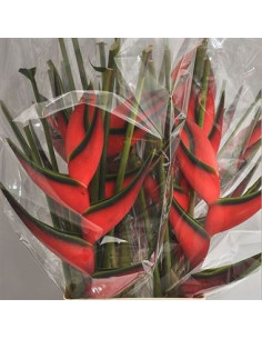 Heliconia Red Upright 20 Stems 2