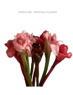 Assorted Torch Ginger 12 Stems