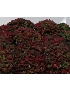 Premium Holland Hydrangea Magical Charlotte 40cm  40 stems