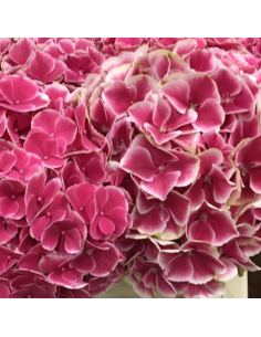 Premium Holland Hydrangea My Beautiful Rio 20 stems