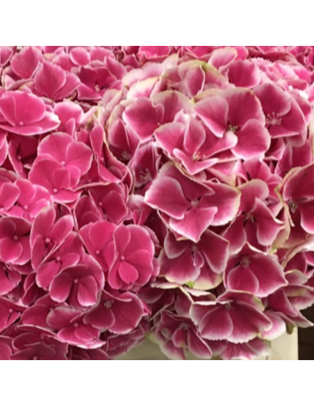Premium Holland Hydrangea My Beautiful Rio 20 stems