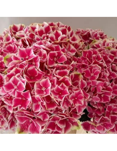 Premium Holland Hydrangea My Beautiful Rio 20 stems Premium Holland Hydrangea My Beautiful Rio 20 stems