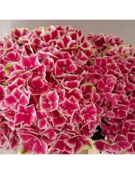 Premium Holland Hydrangea My Beautiful Rio 20 stems