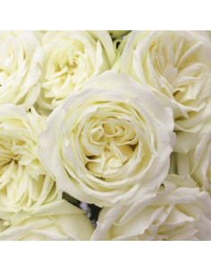 Polo White Roses — Bright Pure‑White Premium Roses Wholesale