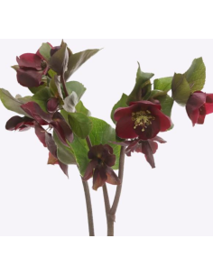 Helleborus Mammoth red  stems