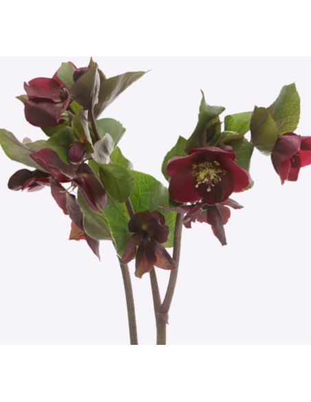 Helleborus Mammoth red  stems