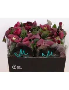 Helleborus Mammoth red  stems 2