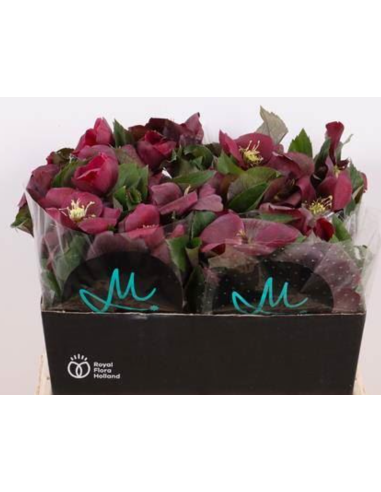 Helleborus Mammoth red  stems