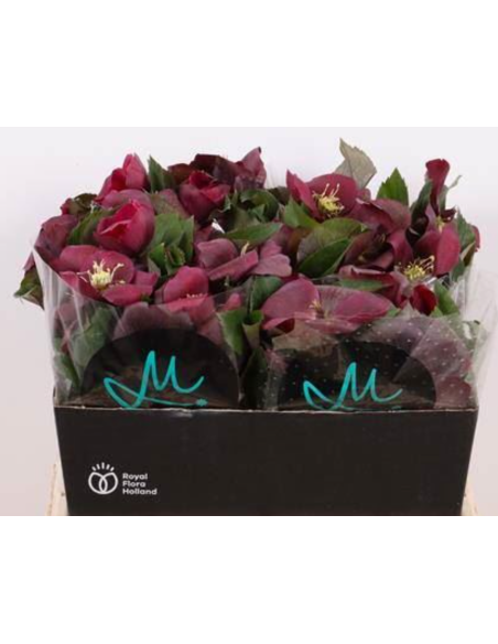 Helleborus Mammoth red  stems