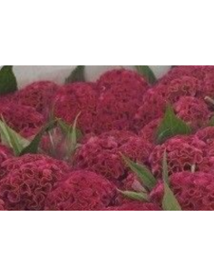 Celosia Dara RED 75cm 2