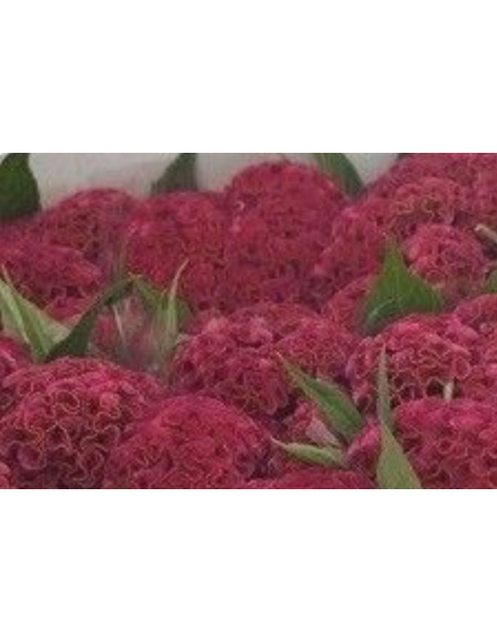 Celosia Dara RED 75cm