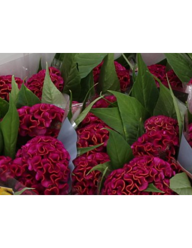 Celosia Dara RED 75cm