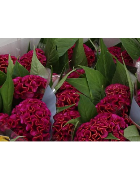 Celosia Dara RED 75cm