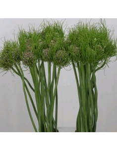 Allium Catweazle