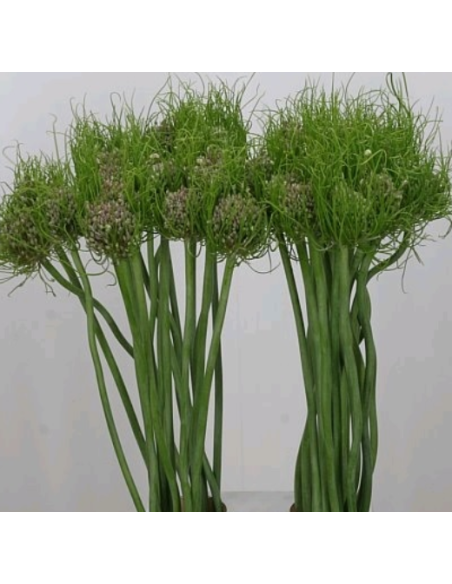 Allium Catweazle