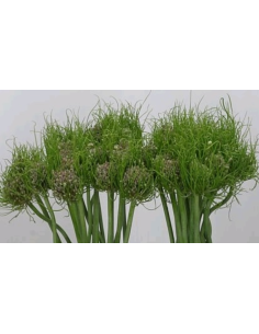 Allium Catweazle 2