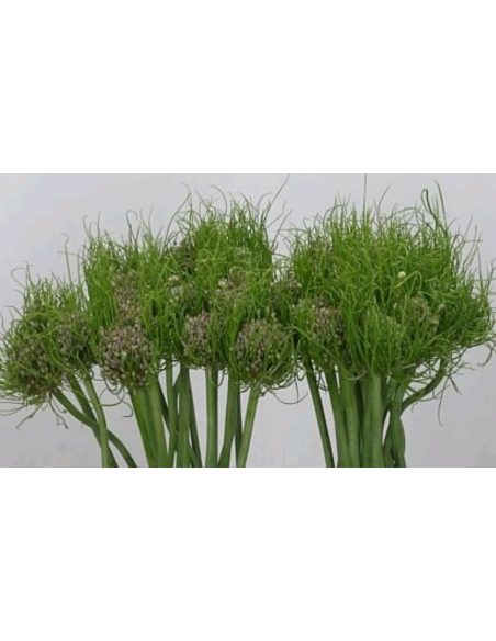 Allium Catweazle