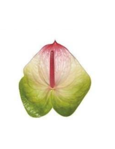 Anthurium Zafira tri color