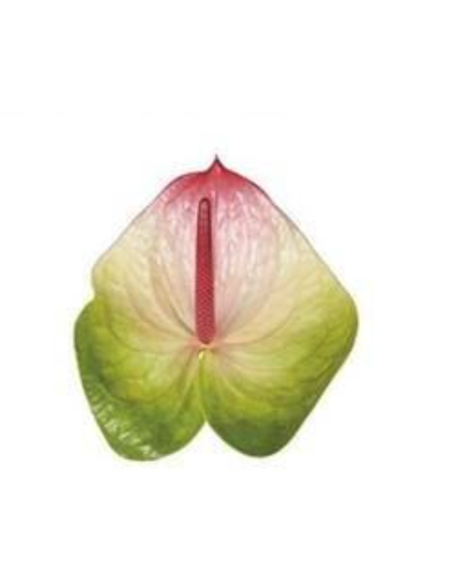 Anthurium Zafira tri color