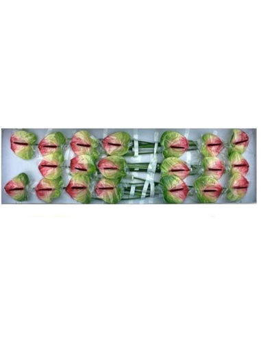 Anthurium Zafira tri color Anthurium Zafira tri color