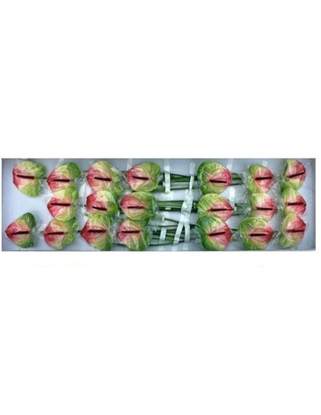 Anthurium Zafira tri color