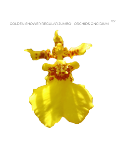 Yellow Dancing Lady Oncidium Orchids 70 stems