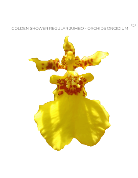 Yellow Dancing Lady Oncidium Orchids 70 stems