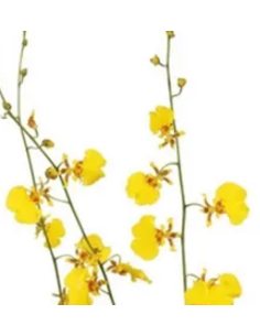Yellow Dancing Lady Oncidium Orchids 70 stems 2