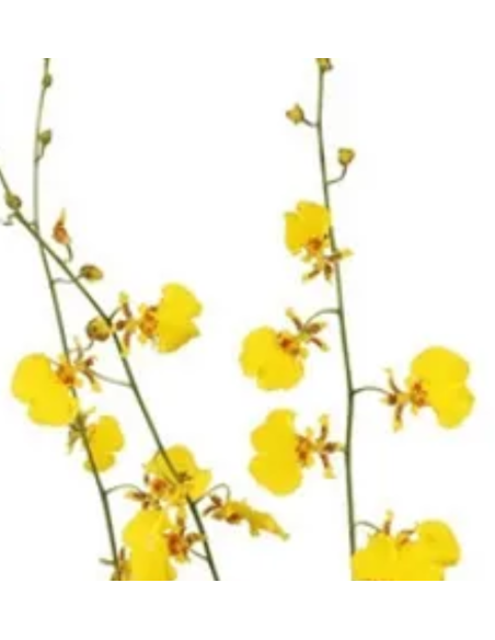 Yellow Dancing Lady Oncidium Orchids 70 stems