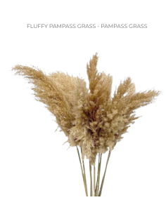 Fluffy Pampas Grass 50 stems