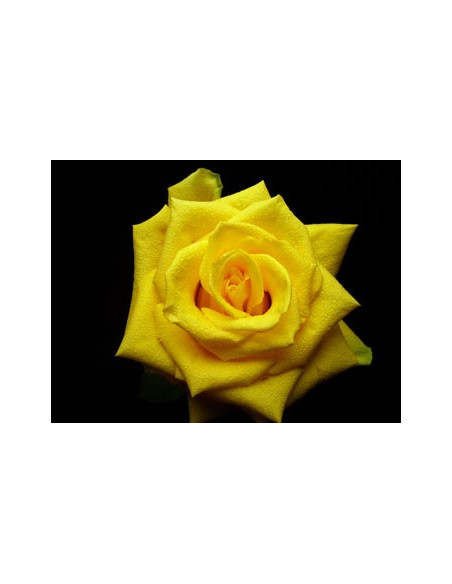 Coral Yellow Rose